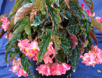 B. ‘Josephine’
